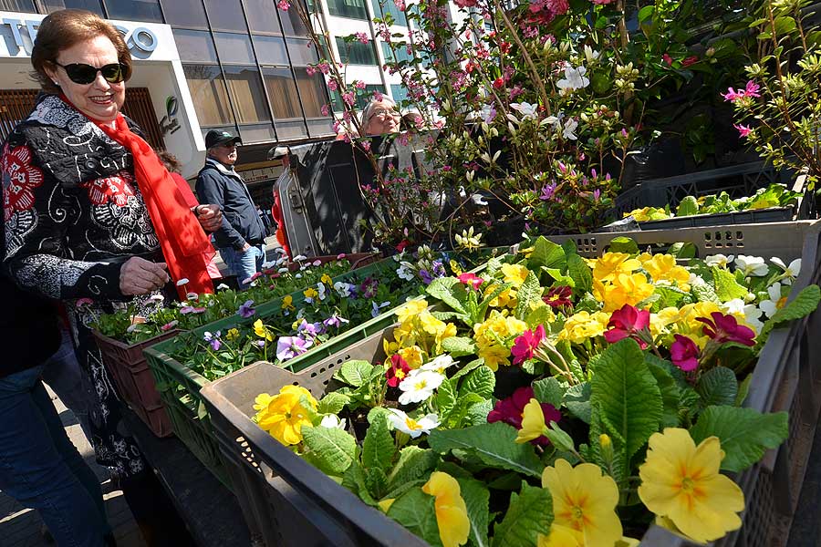 Lanzan nueva versión de Semana del Jardín y Expo Flores Temuco | Diario  