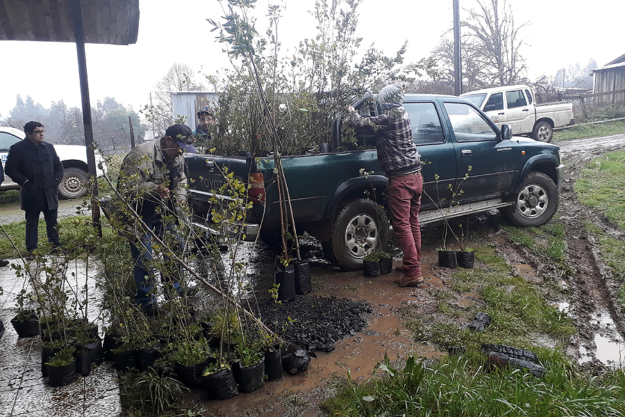 Entregan árboles nativos para cercos y proteger el agua en Pichipellahuén |  Diario Clave9.cl