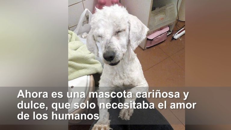 El cambio radical de “Mopita”, un perrito abandonado en Labranza