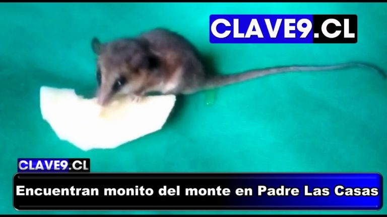 Encuentran monito del monte en sector rural de Padre Las Casas