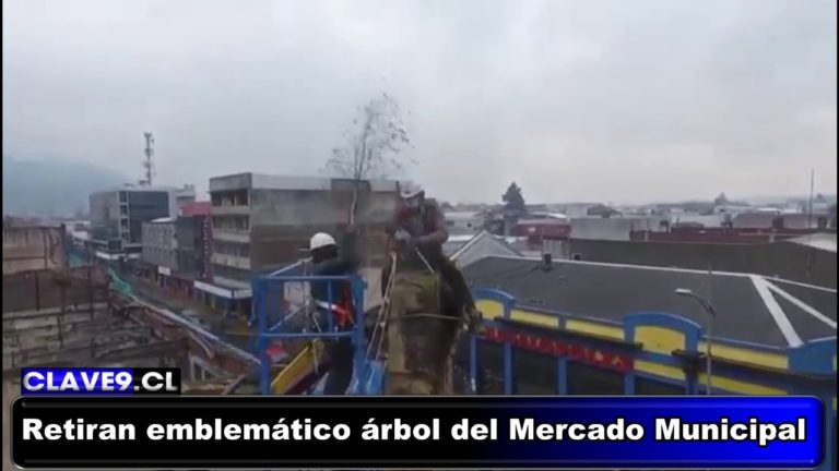 Retiran emblemático arbolito que crecía sobre la fachada del Mercado Municipal de Temuco