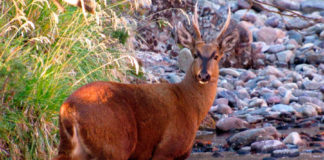 Imagen referencial de especie protegida en Chile