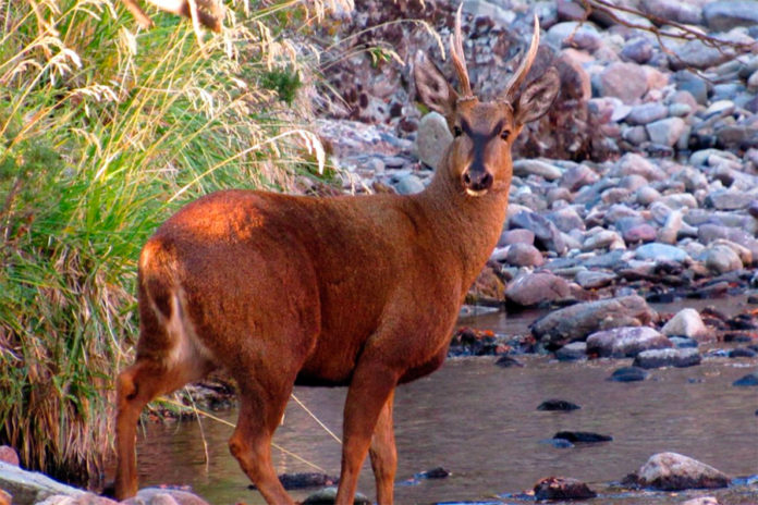 Imagen referencial de especie protegida en Chile