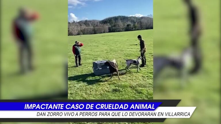 Graban a funcionario del SAG y a otro sujeto haciendo que un zorro vivo fuera devorado por perros