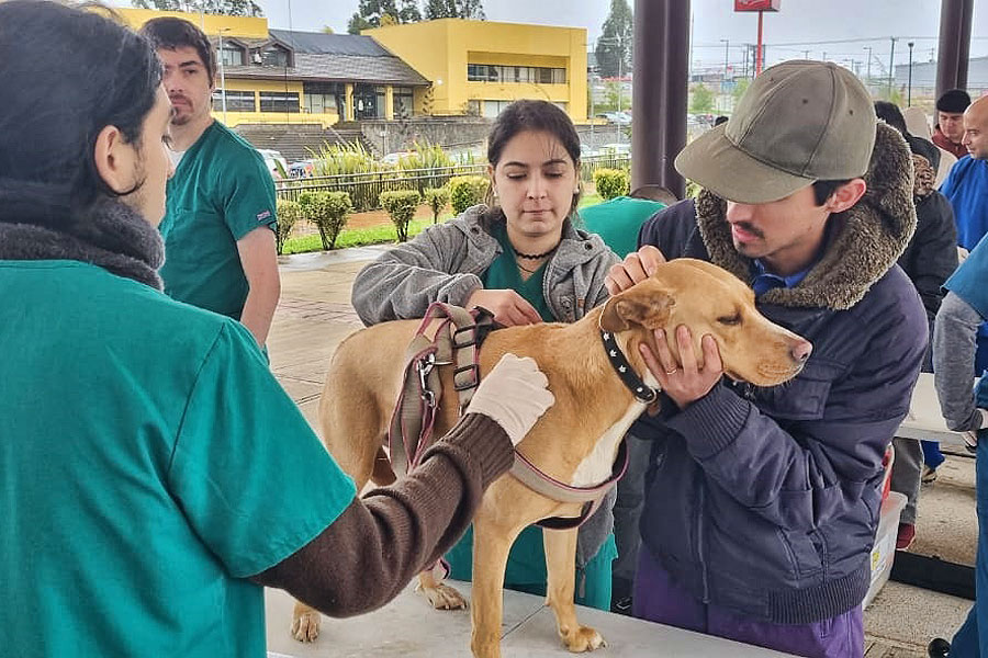 Seremi de Salud realizó operativo de vacunación antirrábico para mascotas en  Padre Las Casas