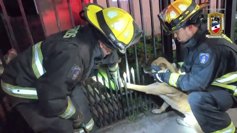 Enternecedor rescate de un perrito en sector residencial de Labranza