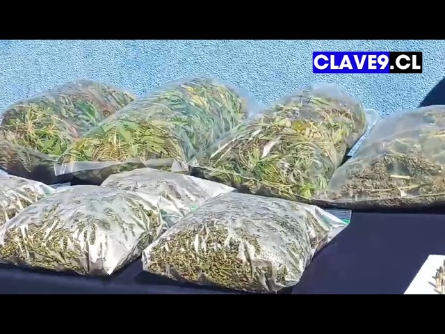 Amplio operativo policial neutraliza cultivos de cannabis sativa en comuna de Ercilla