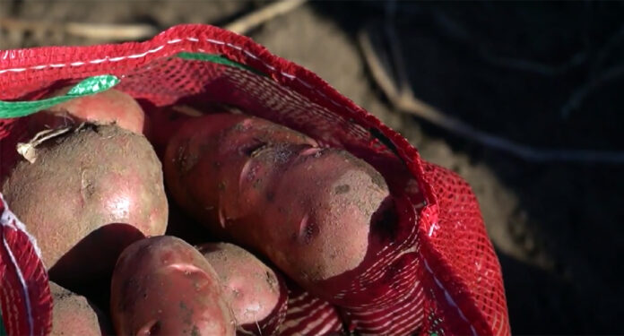 Preocupado por que el sector agrícola pueda seguir trabajando y produciendo los alimentos que Chile consume, se encuentran los agriciultores Preocupado por que el sector agrícola pueda seguir trabajando y produciendo los alimentos que Chile consume, se encuentran los agricultores