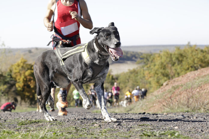 Dog in a race (canicross)